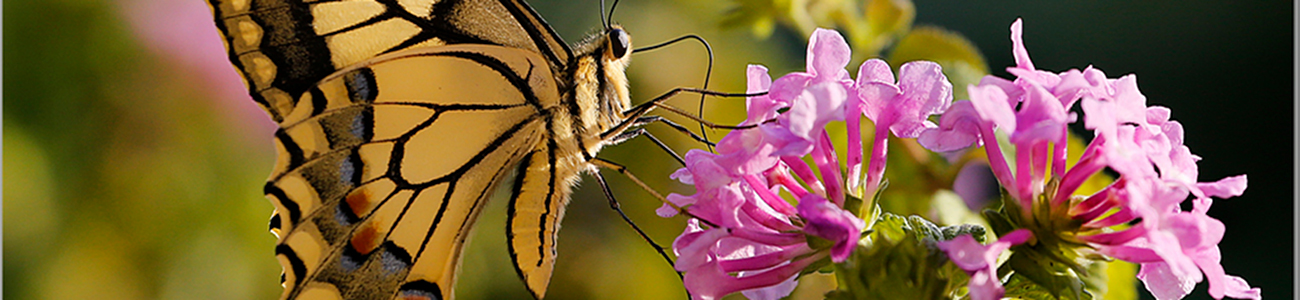 Geranium argenteum | Rete di Riserve Alpi Ledrensi